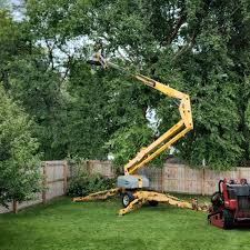 Reliable Platteville, CO Tree Services Solutions