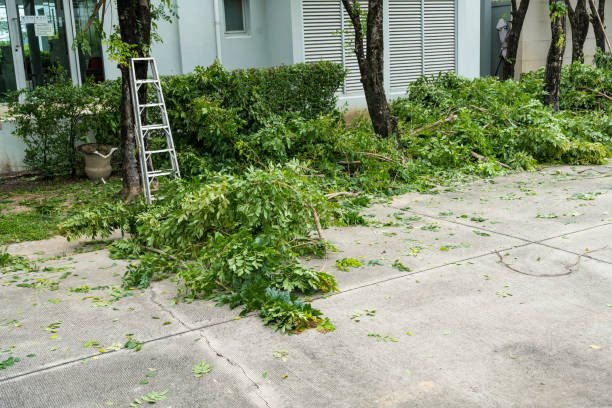 Leaf Removal in Platteville, CO