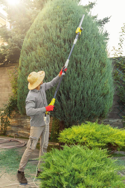 How Our Tree Care Process Works  in  Platteville, CO